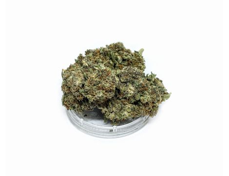 Sativa Poland Susz CBD Super Jamaica - 3